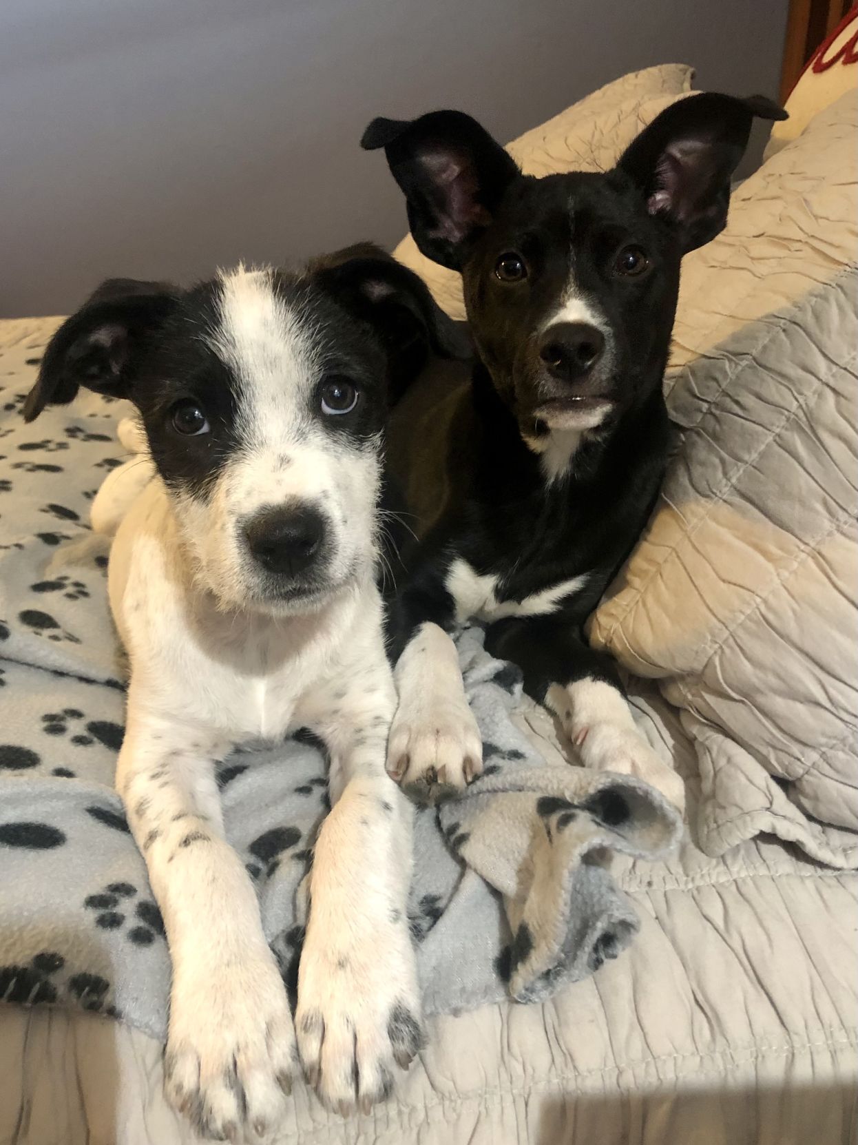 Bailey & Beau